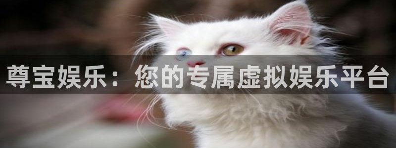 狗子28账号注册登录入口