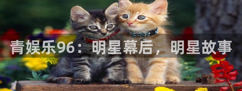 狗子28老款：青娱乐96：明星幕后，明星故事
