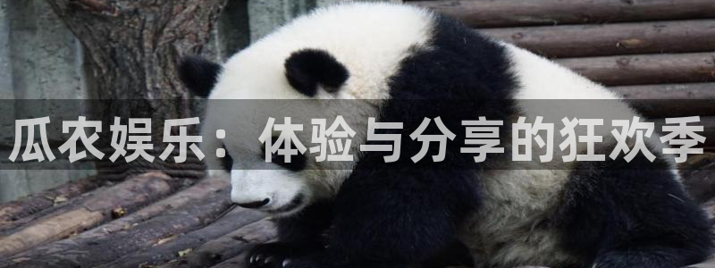 狗子28完整版：瓜农娱乐：体验与分享的狂欢季